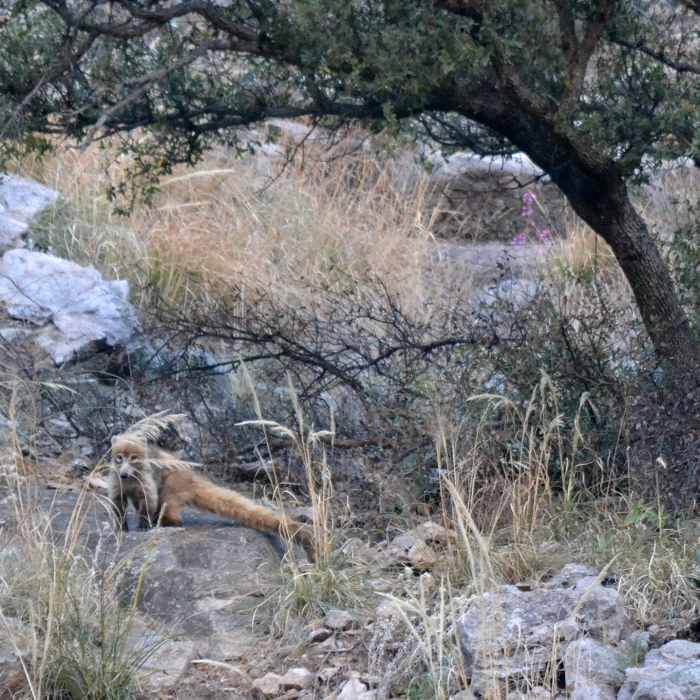 White-nosed Coati are common in Sycamore Canyon Near Sycamore Canyon Trail #40