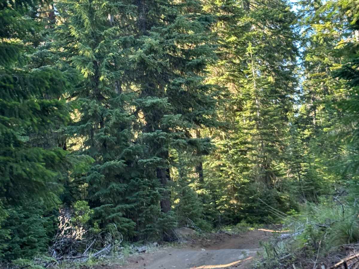Dollar Nine Lake - FS 2076-730 photo 5