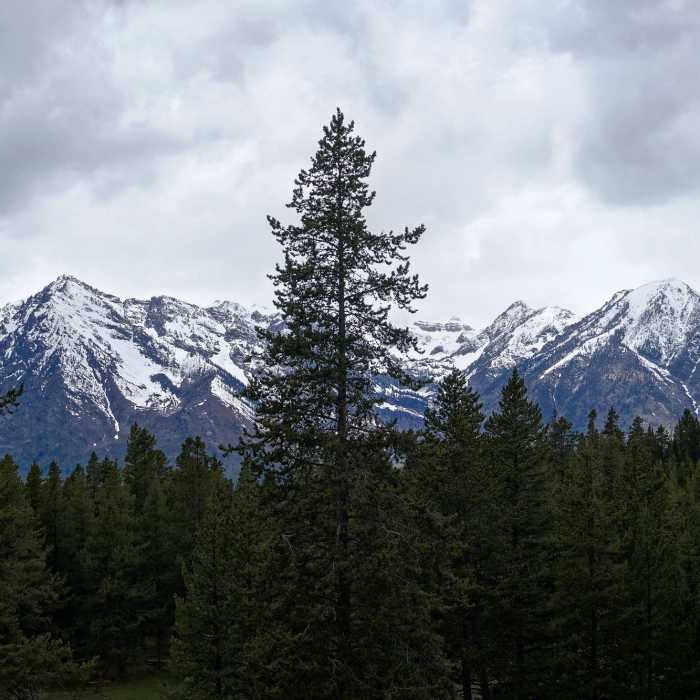 Near Jackson Lake Overlook Trail