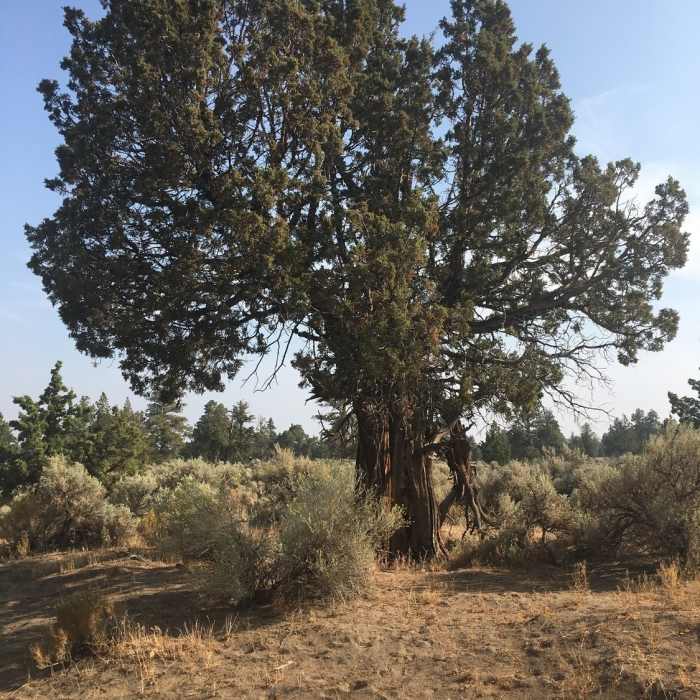 Juniper pines. Near Dry River/Badlands Rock Loop