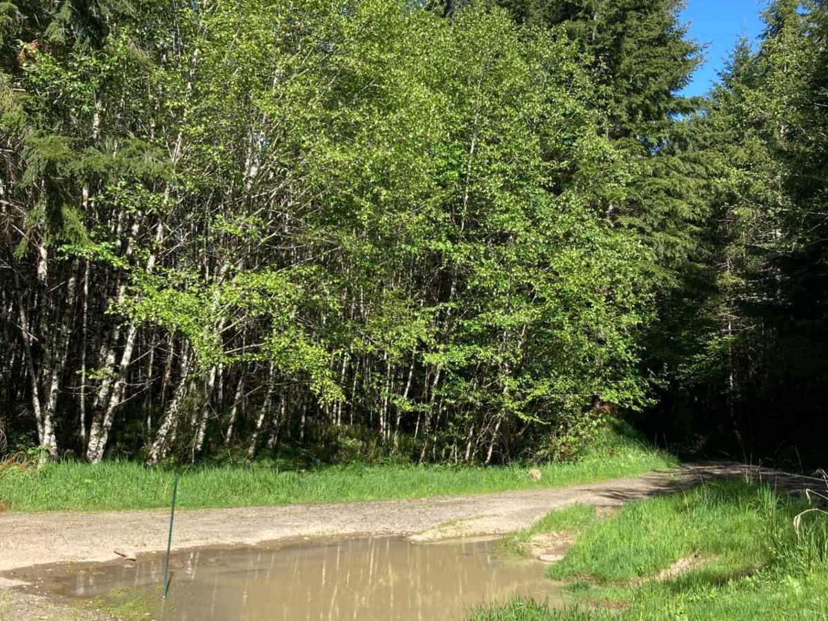 Willapa Hills photo 4