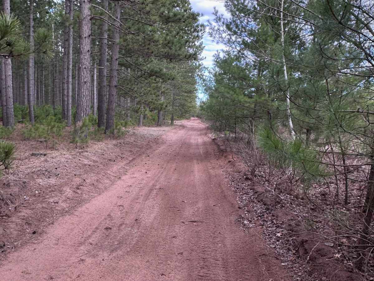 East West Forest Road photo 3