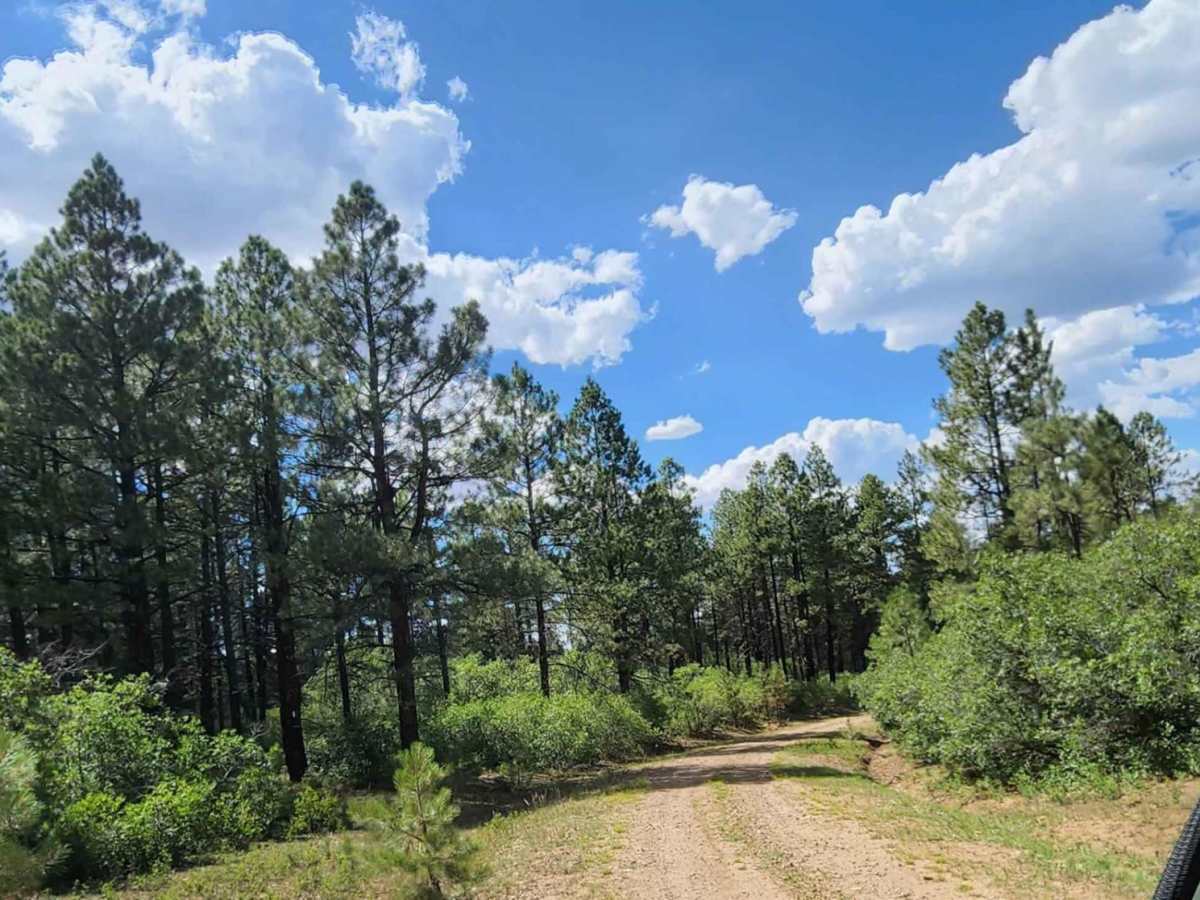 Cabin Rim Road photo 2