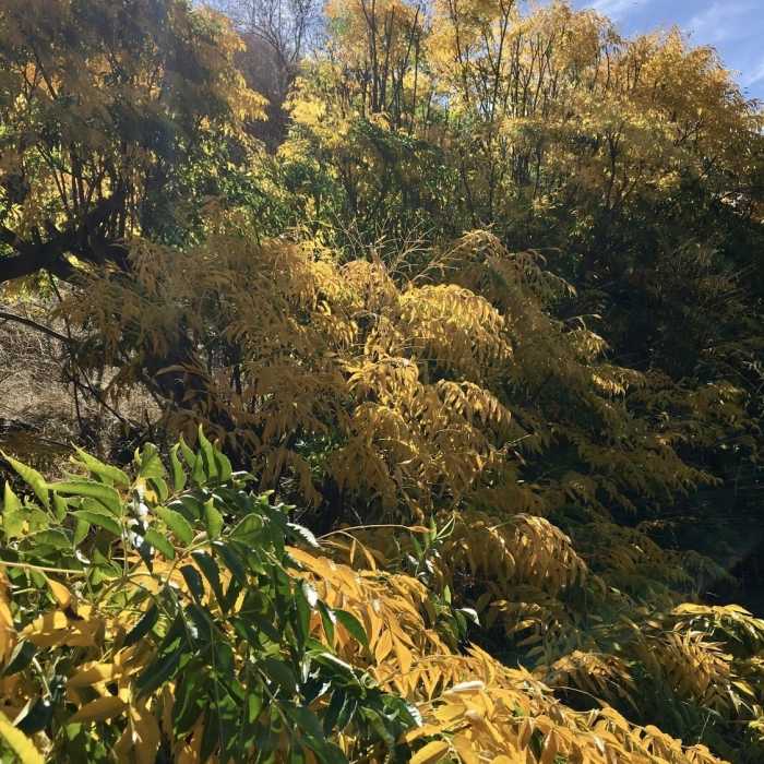 Near Telegraph Canyon Trail