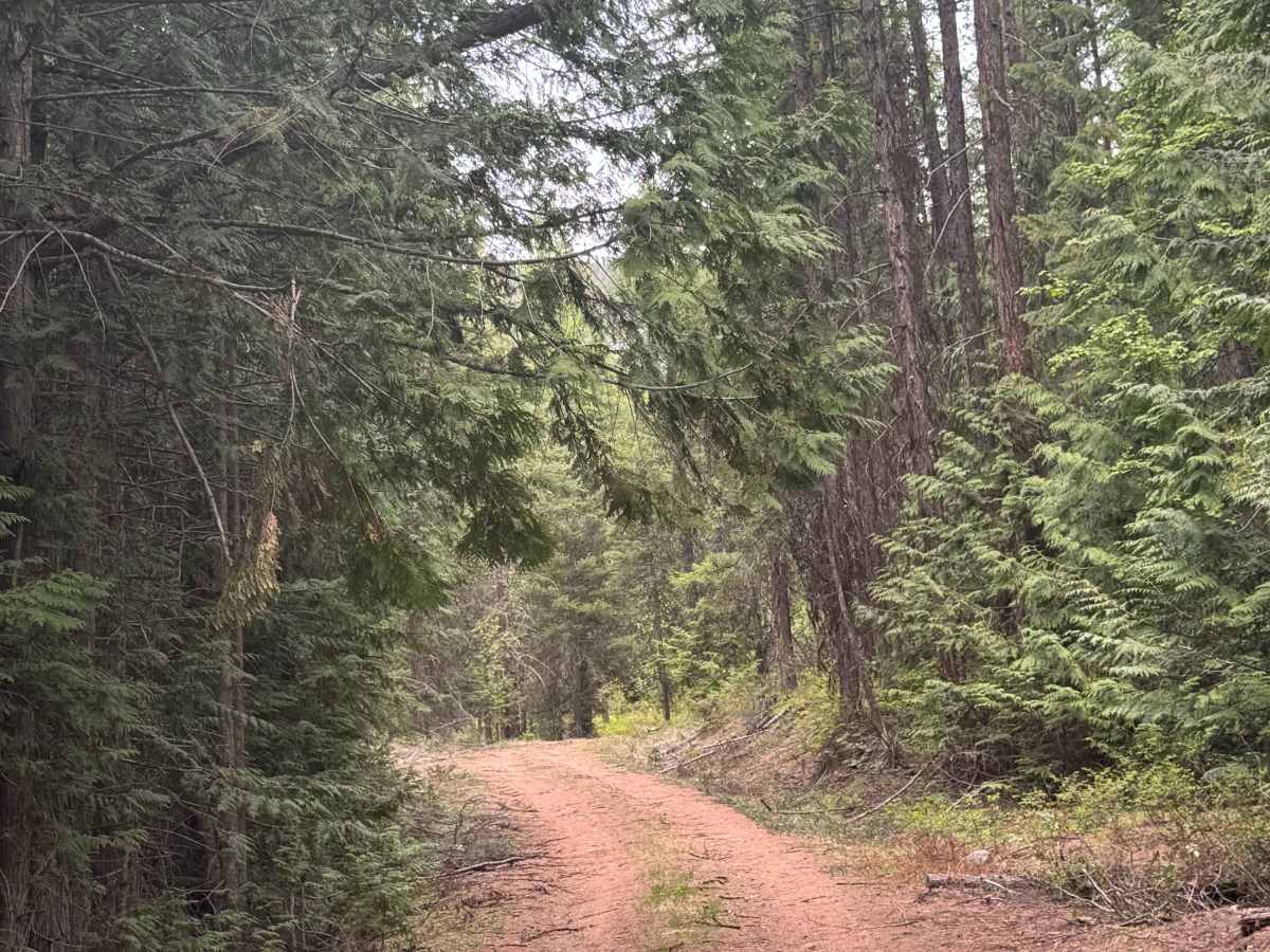 Upper Lane Creek - FS 2000-280 photo 5