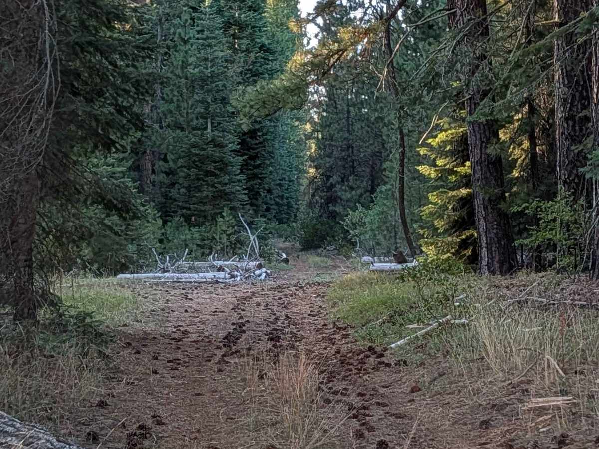 White Deer Lake - FS 41N40 photo 6