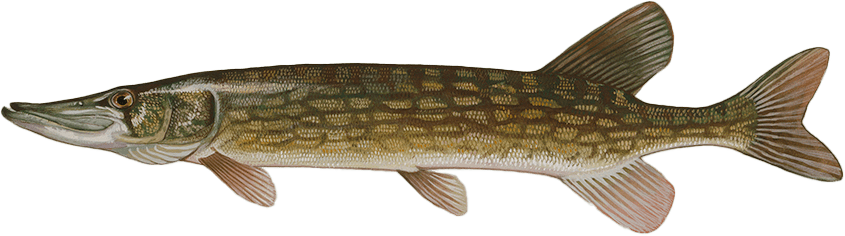 Chain pickerel