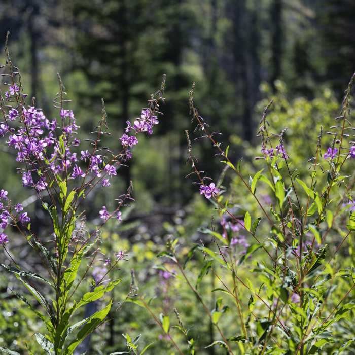 Near Kootenai Creek Trail #53