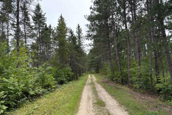 Camp 5 Trail