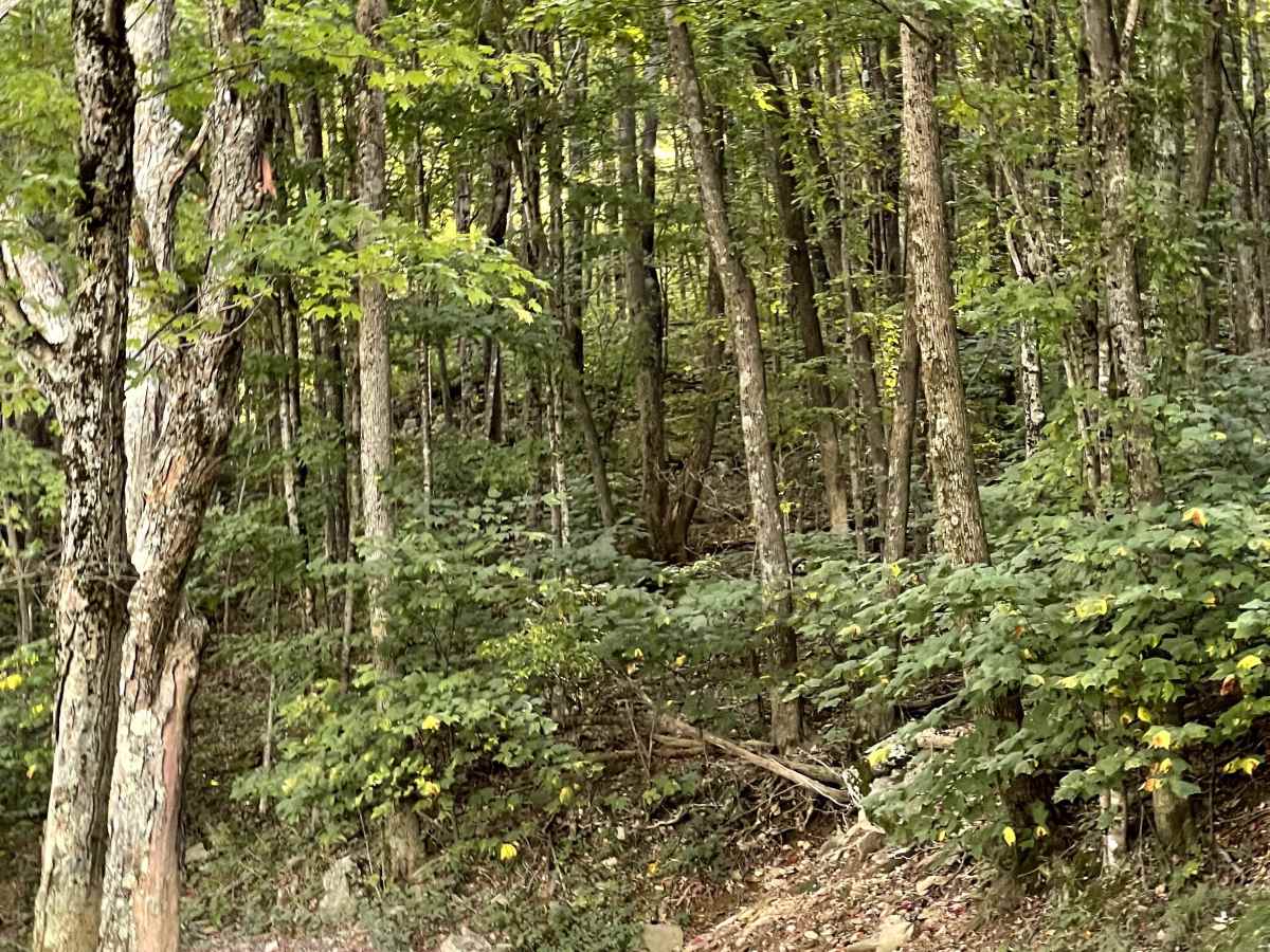 Shawnee Road photo 4