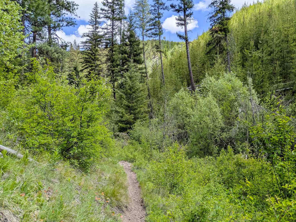 North Fork of Howard Trail 322 photo 6