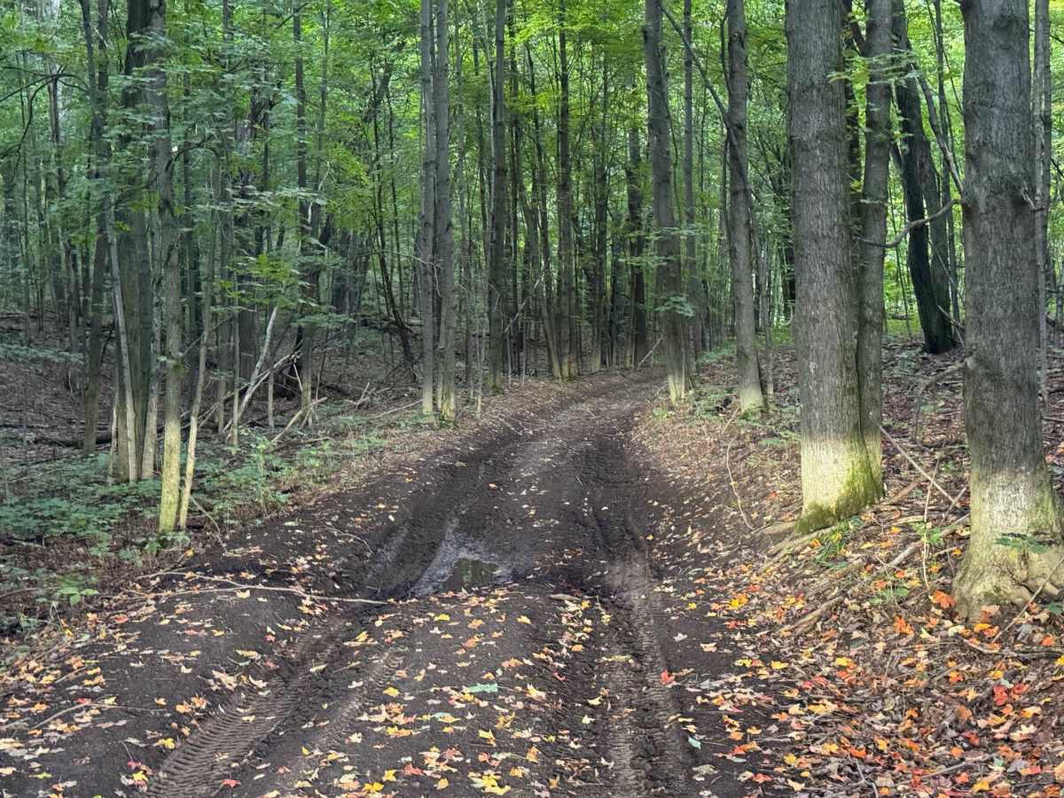 FS 7201 trail photo