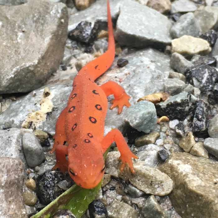 Near North Woods / LHHT Loop