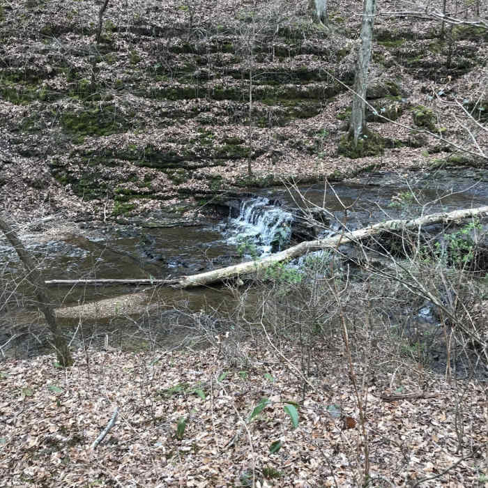 Near Shoals Creek Preserve Loop