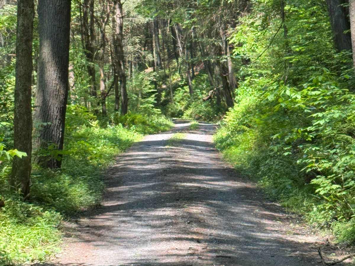 Left Branch Hyner Run Road photo 2