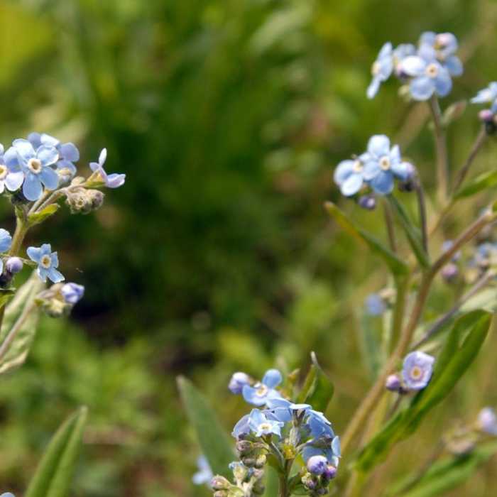 Near Independent Mine + Baneberry Trail