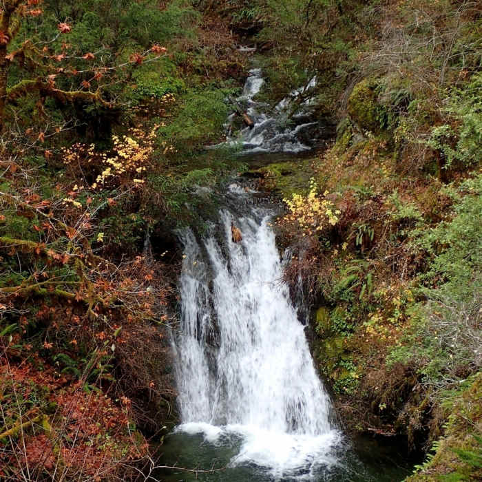 Near Taylor Creek Trail