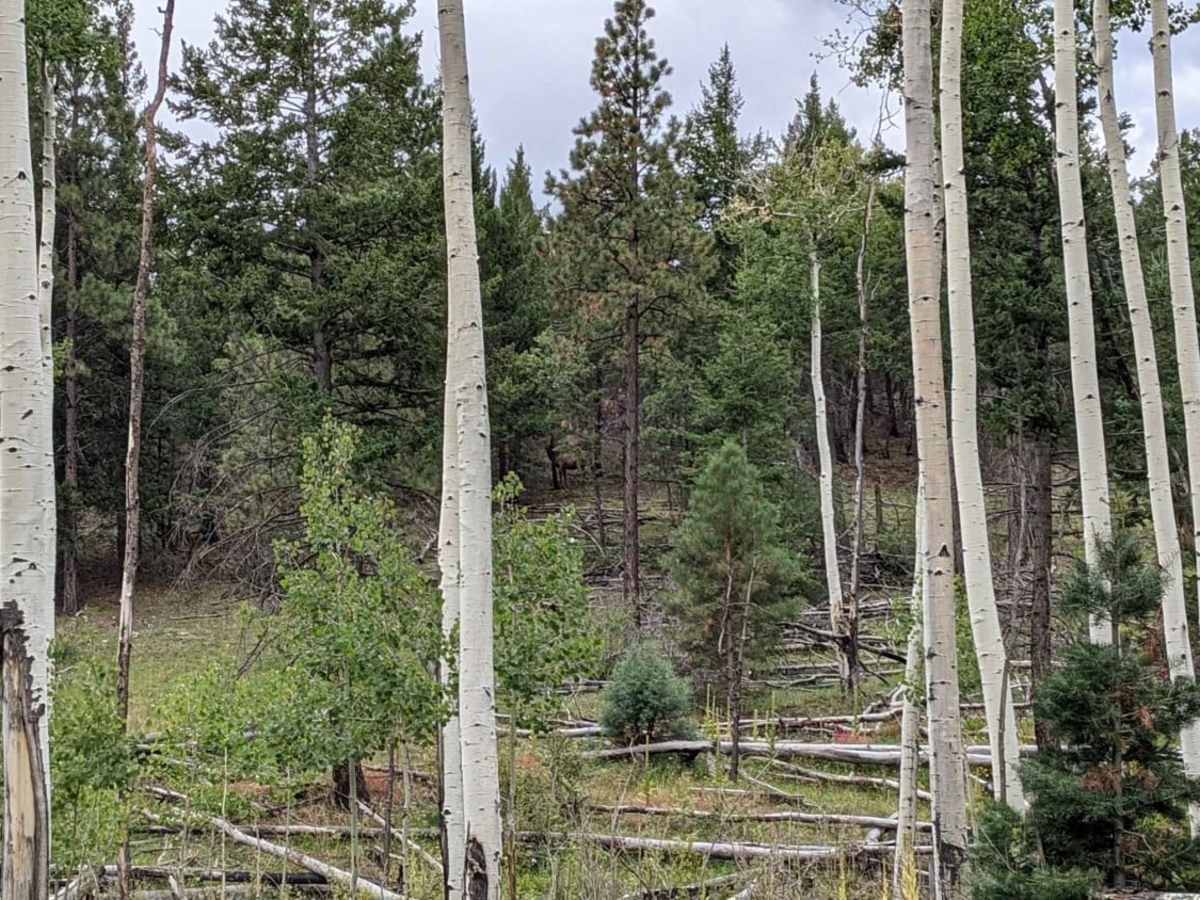 Beyond Escudilla trail photo