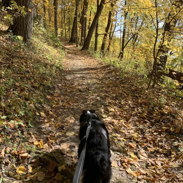Leaf peeping with my pup at Backbone State Park Near Backbone Lake Loop