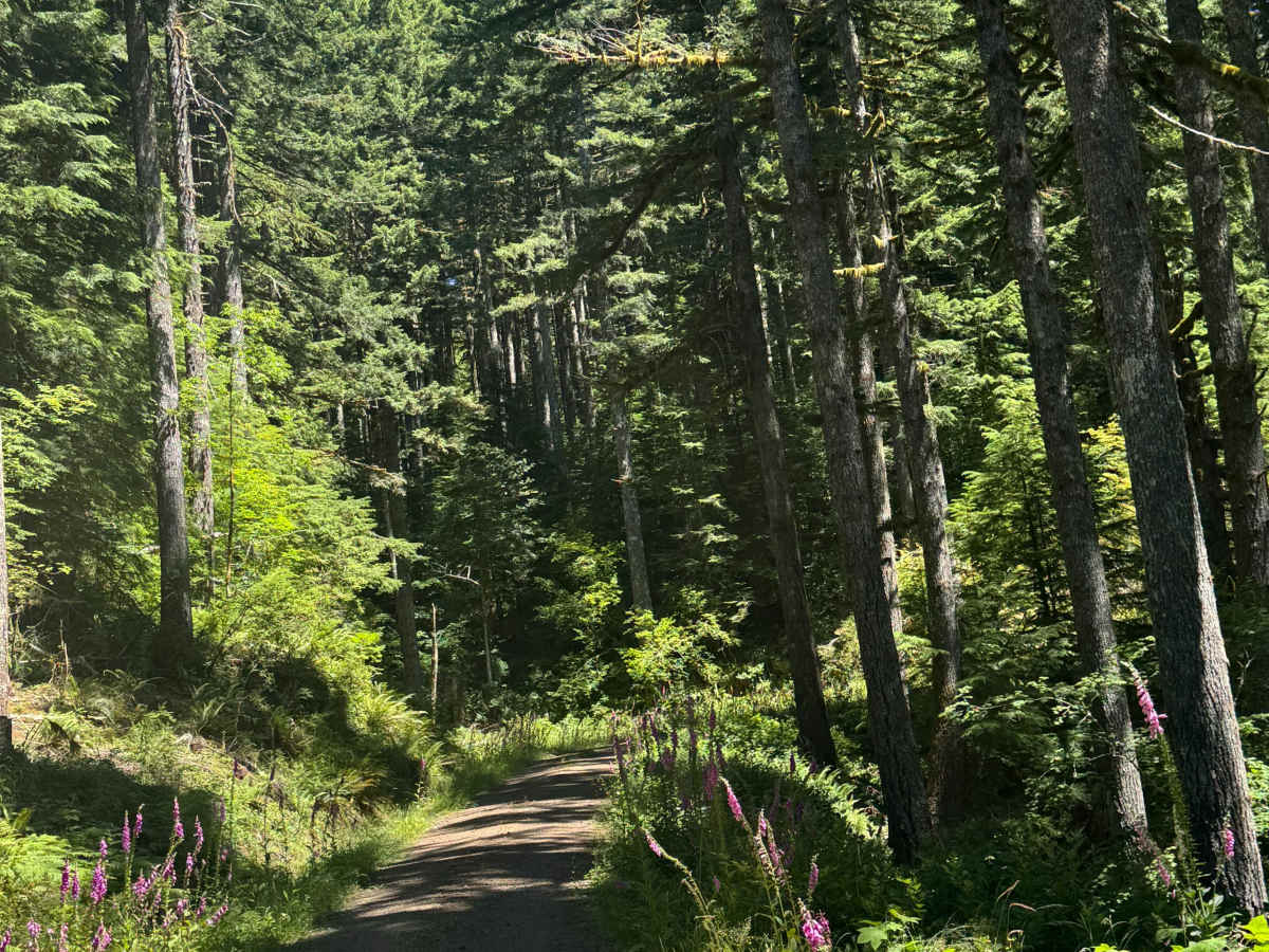 FS 2247 trail photo