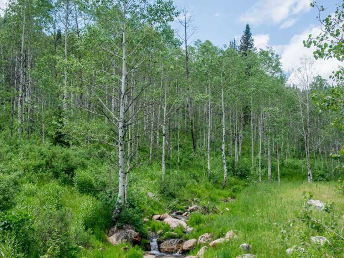 Twin Creeks Road to Bubble Spring photo 2