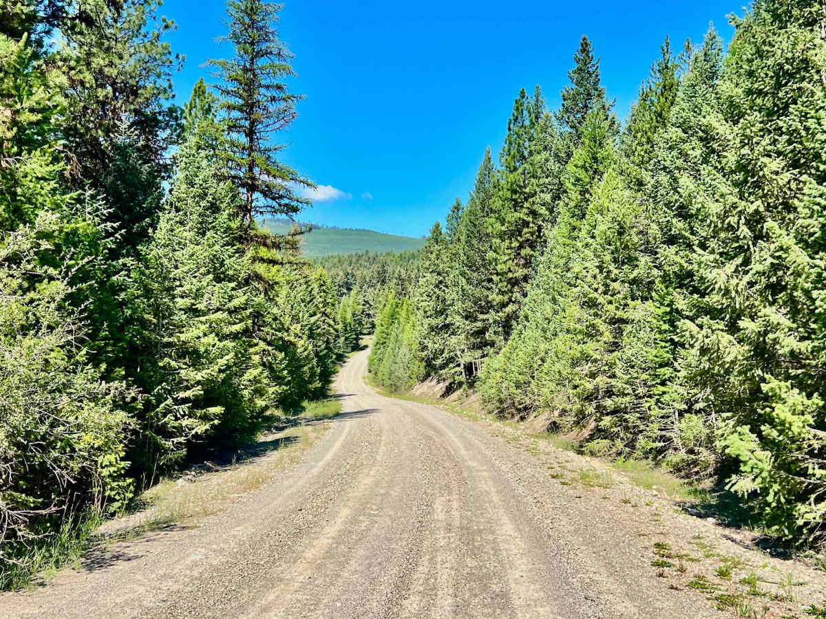 Plumbob Creek FSR photo 6
