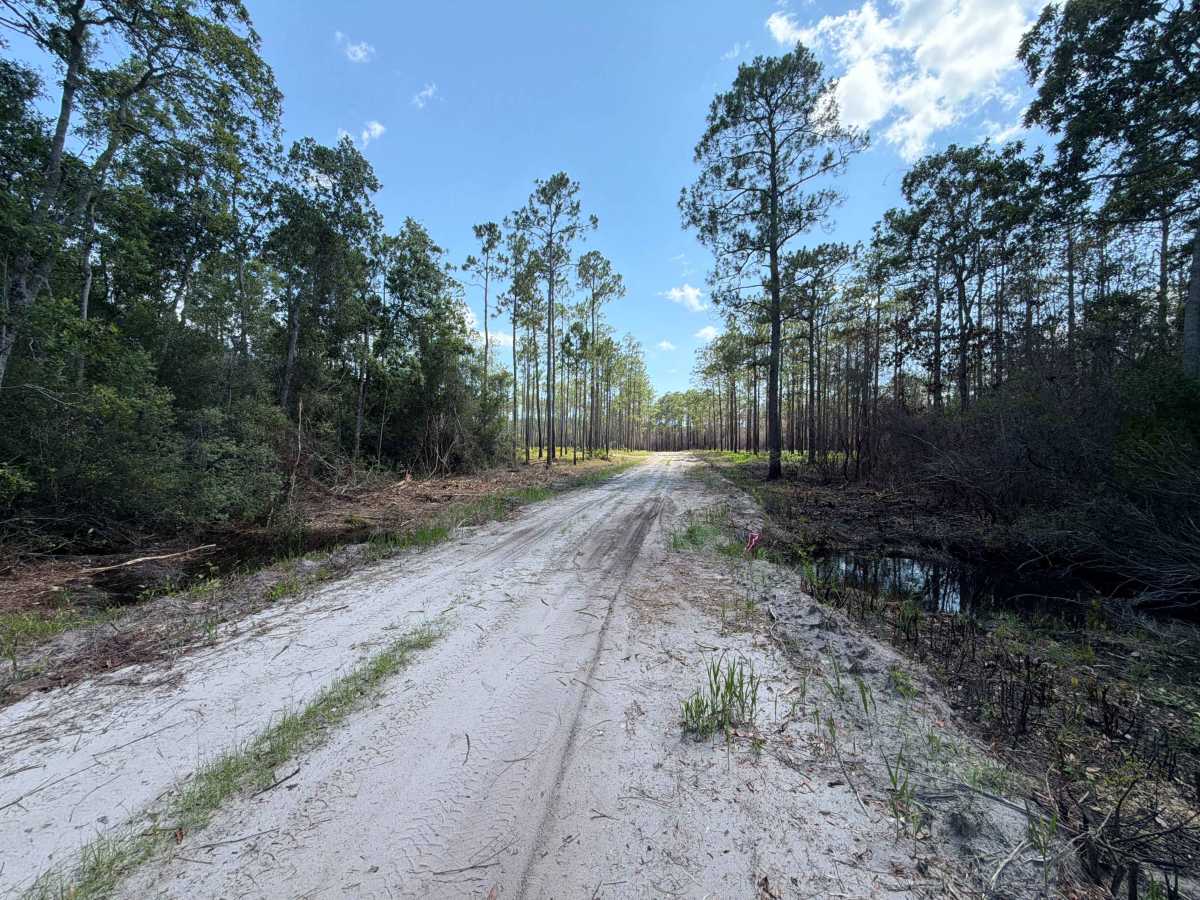 Alligator Swamp - FS 338 photo 6
