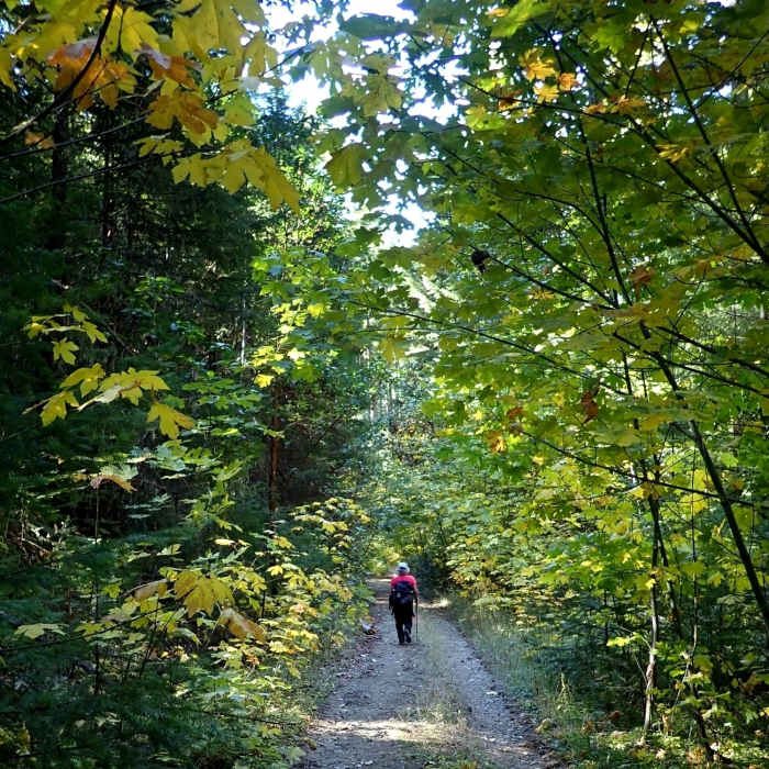 Near Jack-Ash Trail (Phase I)