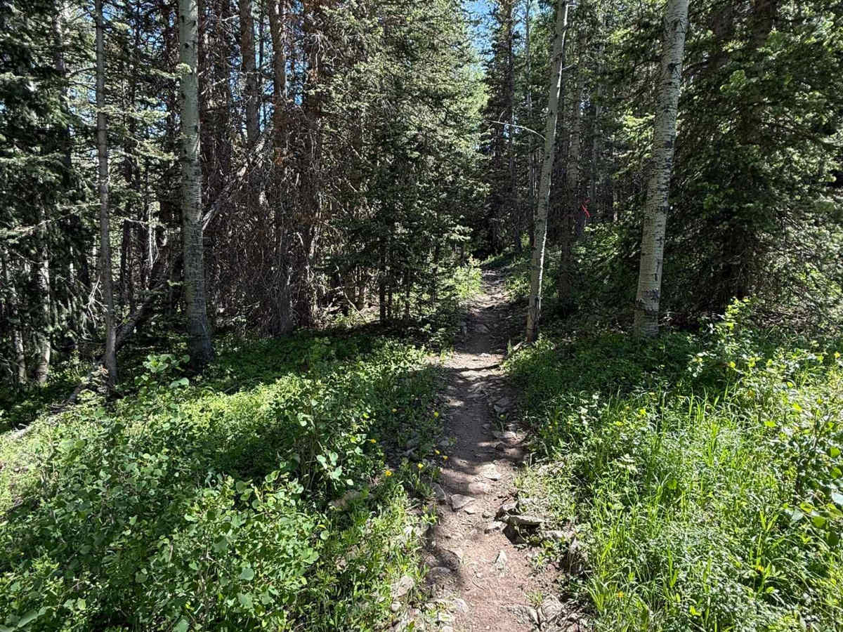 Spring Creek Trail No. 159 photo 6
