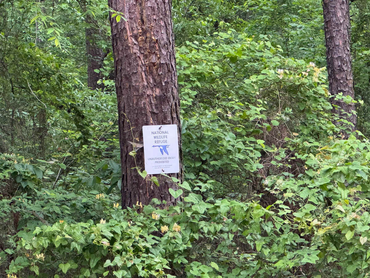 Five Points Road trail photo