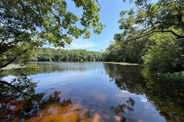 Alligator Swamp - FS 338