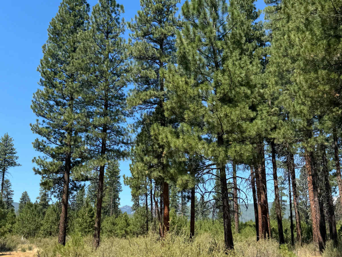 Jefferson Lake Trail photo 6