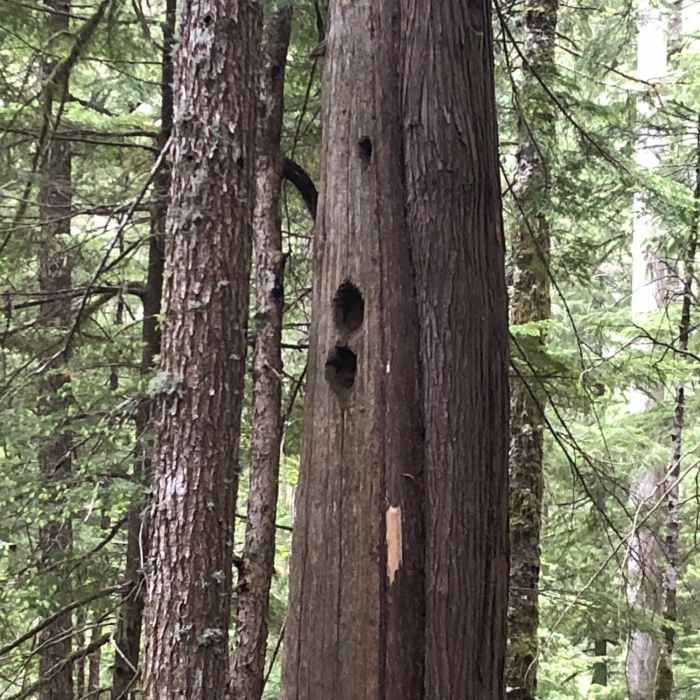 Near Trapper Creek Out-and-Back