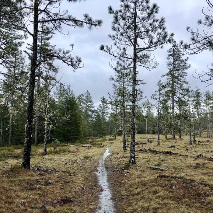 One of the "bald hills" at the top of Little Bald Hills Trail. Near Little Bald Hills Trail