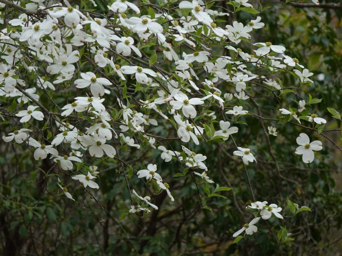 Lexton Mountain photo 5