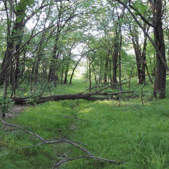 Near Fisher Loop
