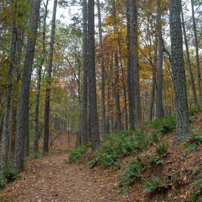 Near Homestead, Sweetgum + White Pine Loop
