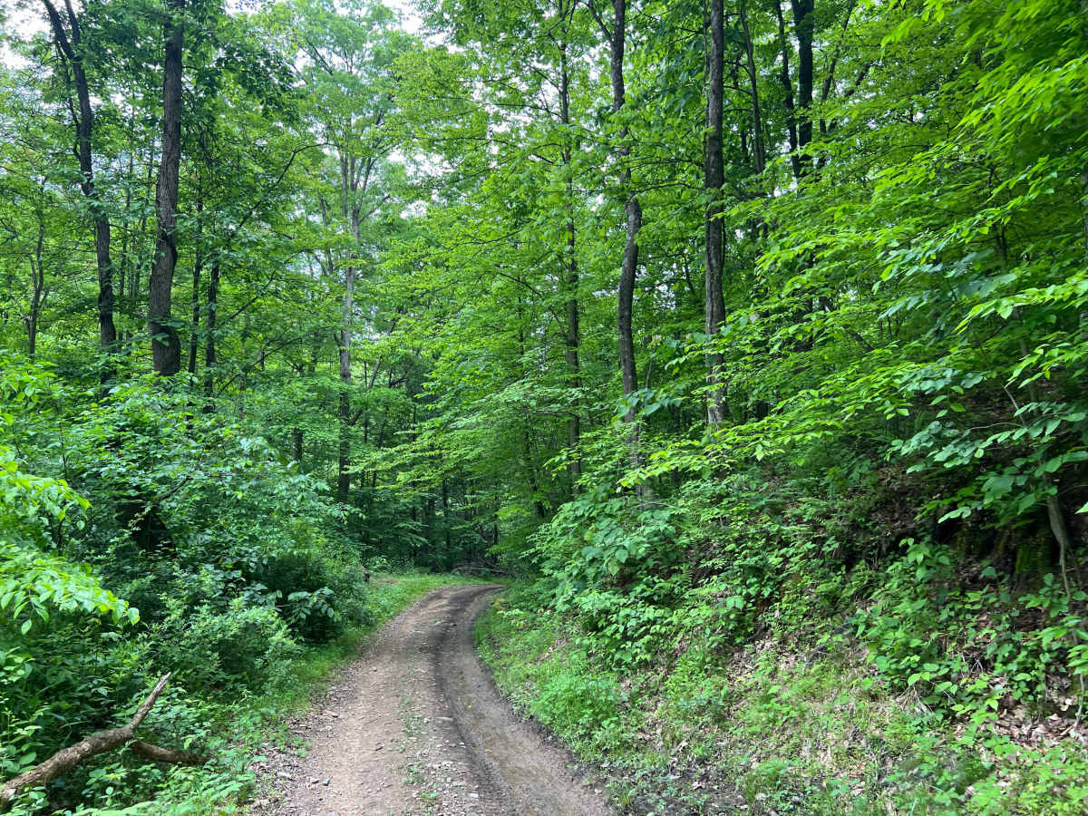 Q65 - Horsemill Hollow photo 5
