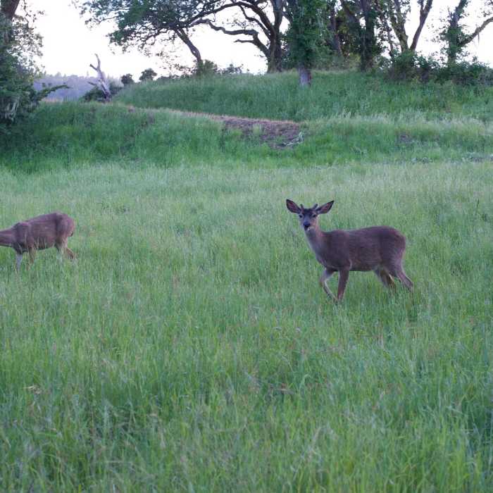 Near Hamms Gulch-Spring Ridge Trail Loop