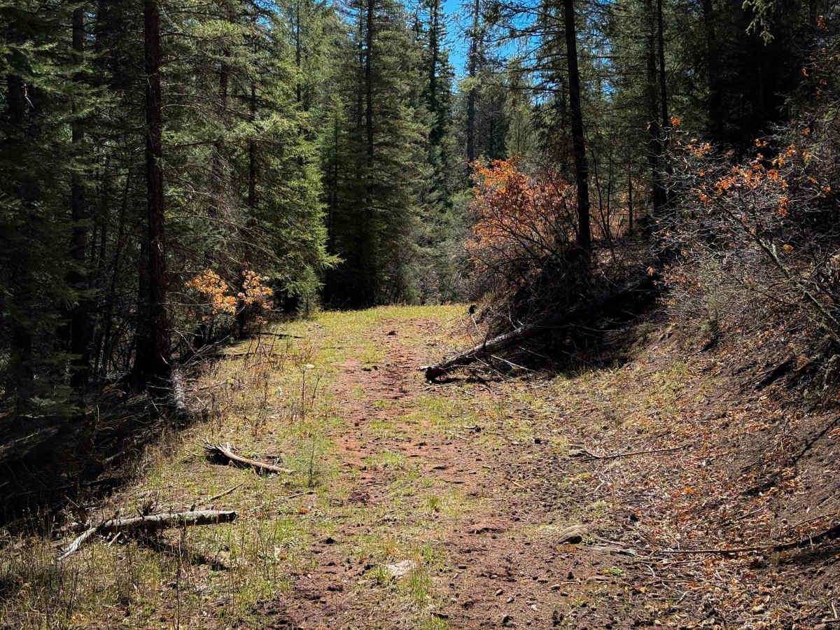 Ojelata photo 5