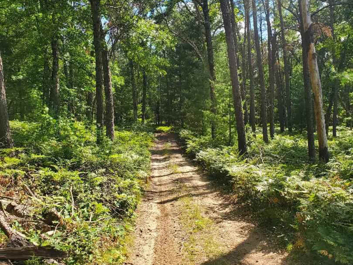 Inner Dogman Trail photo 4