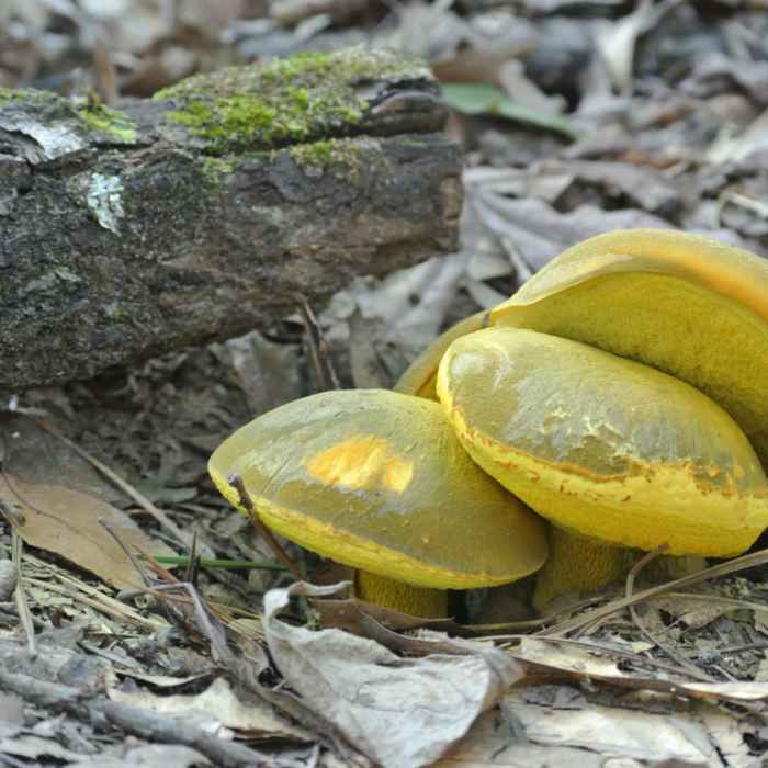 Mushrooms Near Red Mountain Loop