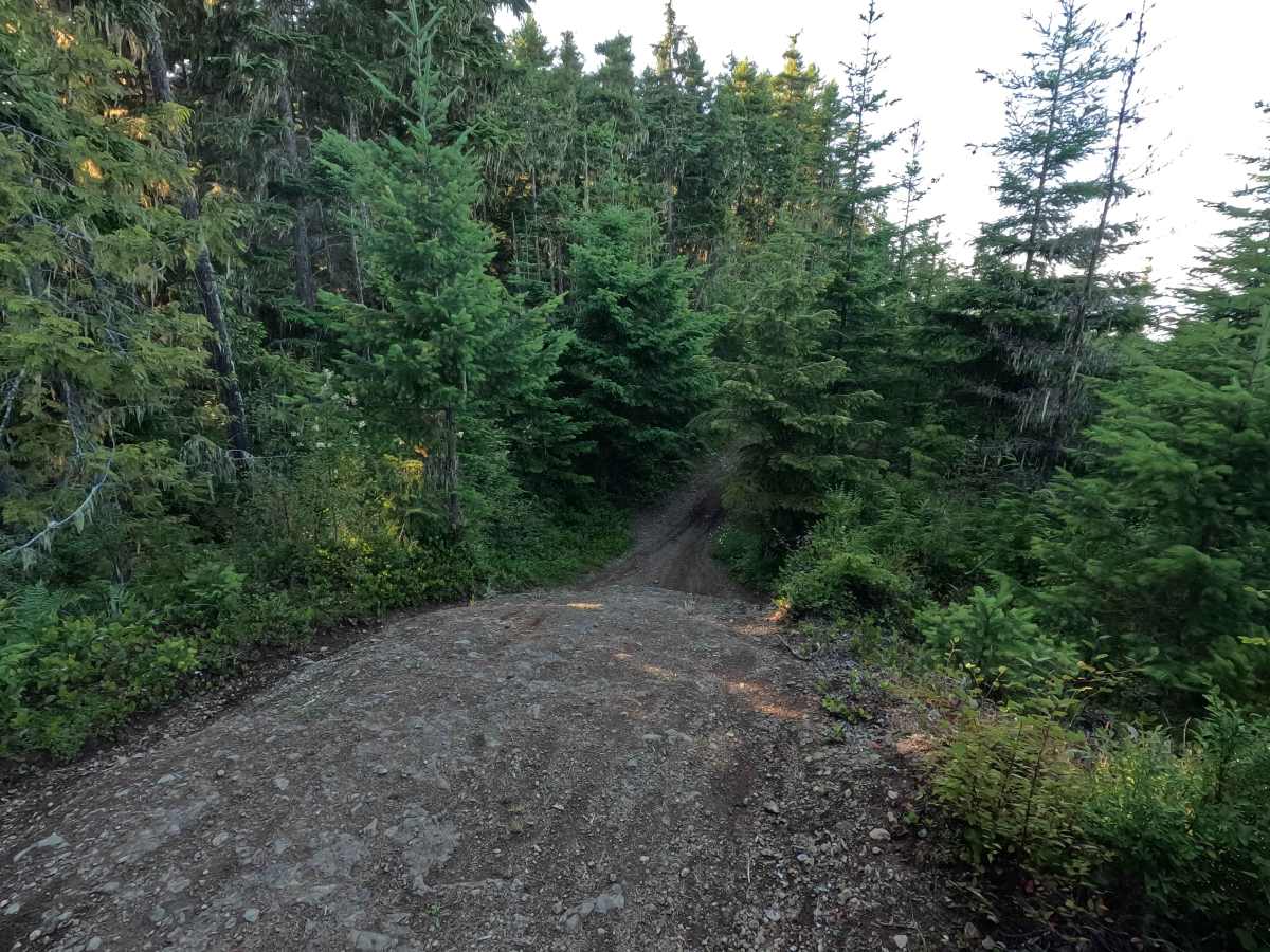 East Phantom Bear photo 4