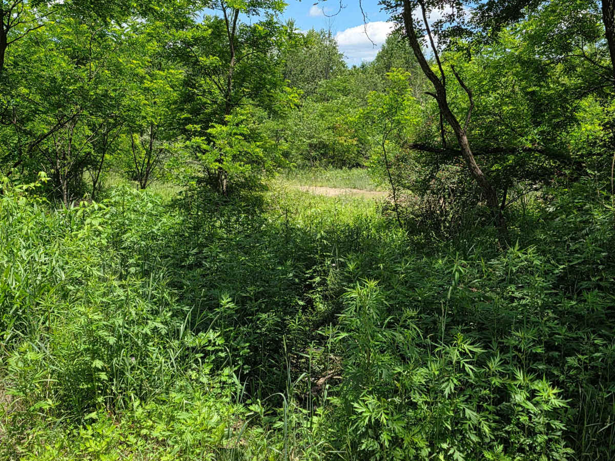 Single Track TT photo 2