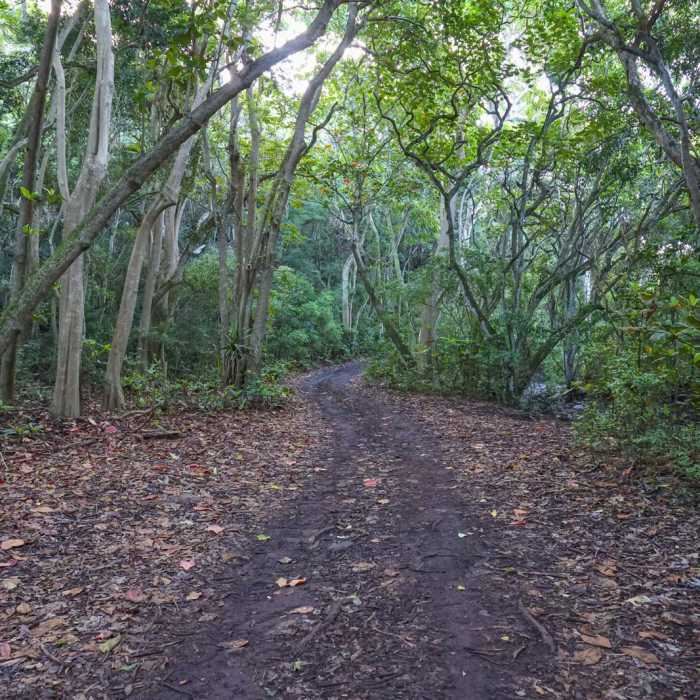 Near Ili'ili'opae Heiau