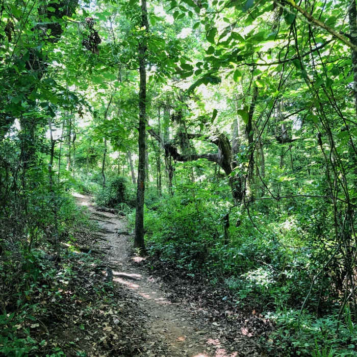 Near Swamp Forest Loop