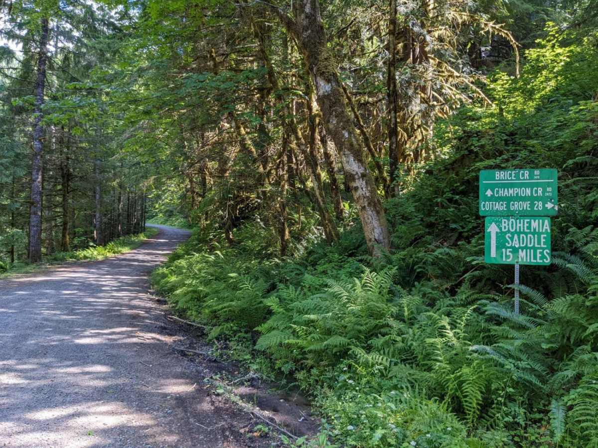 The Bohemian Champion trail photo