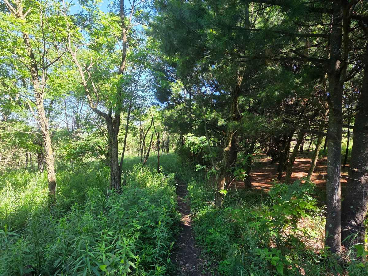 Single Track Q photo 3