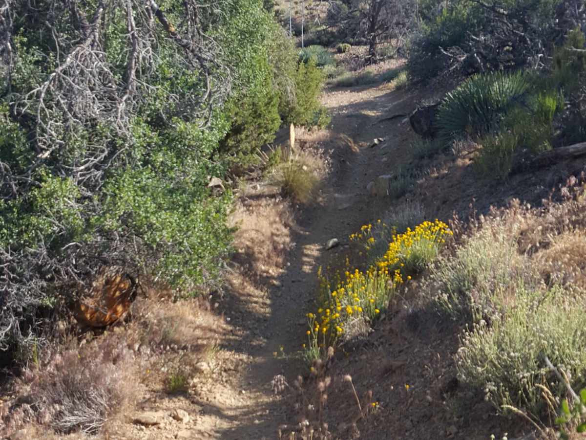 Gold Hill OHV - 19W17 photo 6