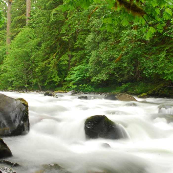 Near Salmon River, Old Trail